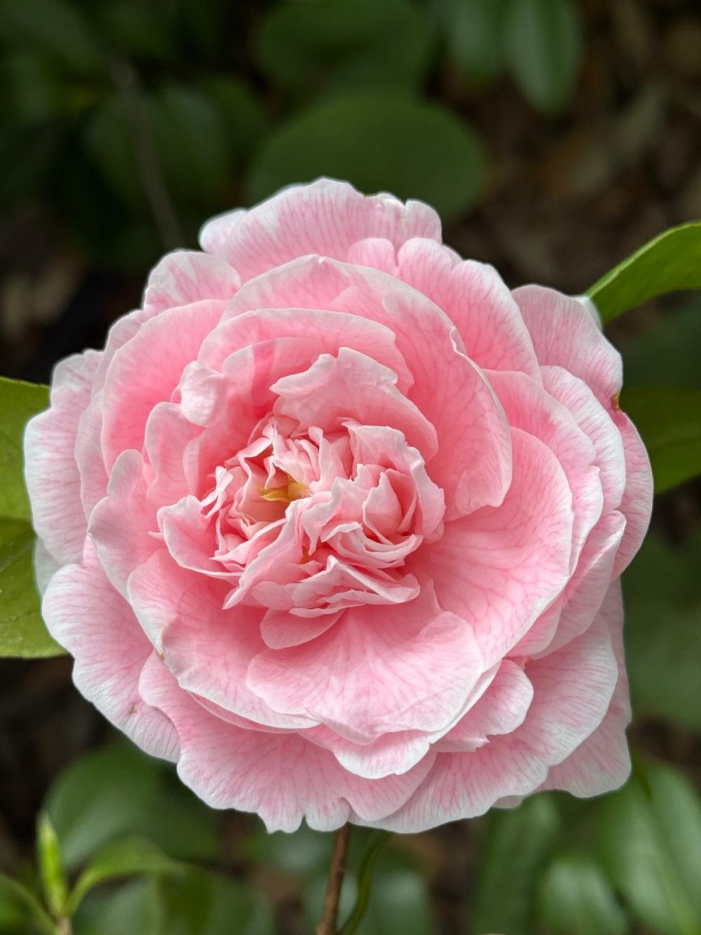 Stella di Compito (U/21)