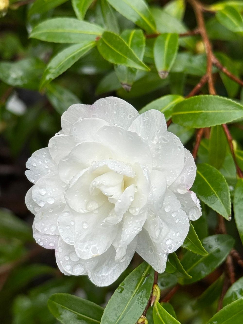 Paradise Little Liane