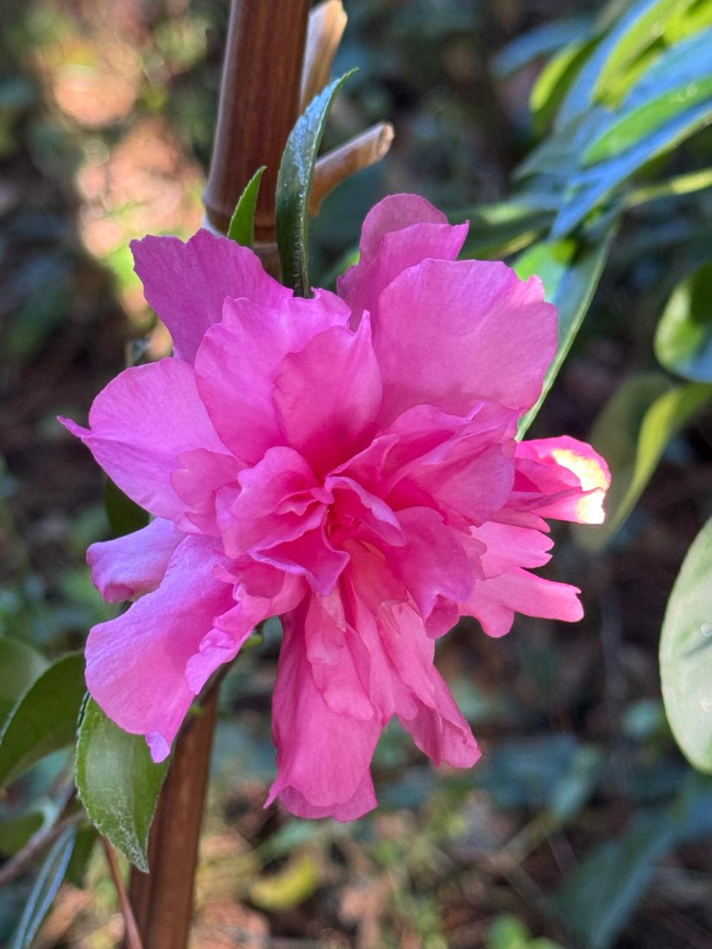 Sparkling Burgundy 2 (V/7)