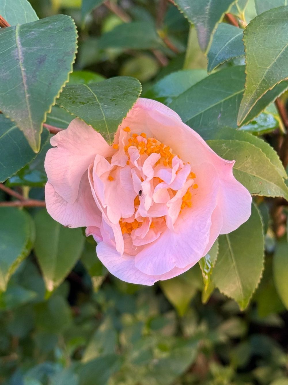 High Fragrance 5 (LP/49)