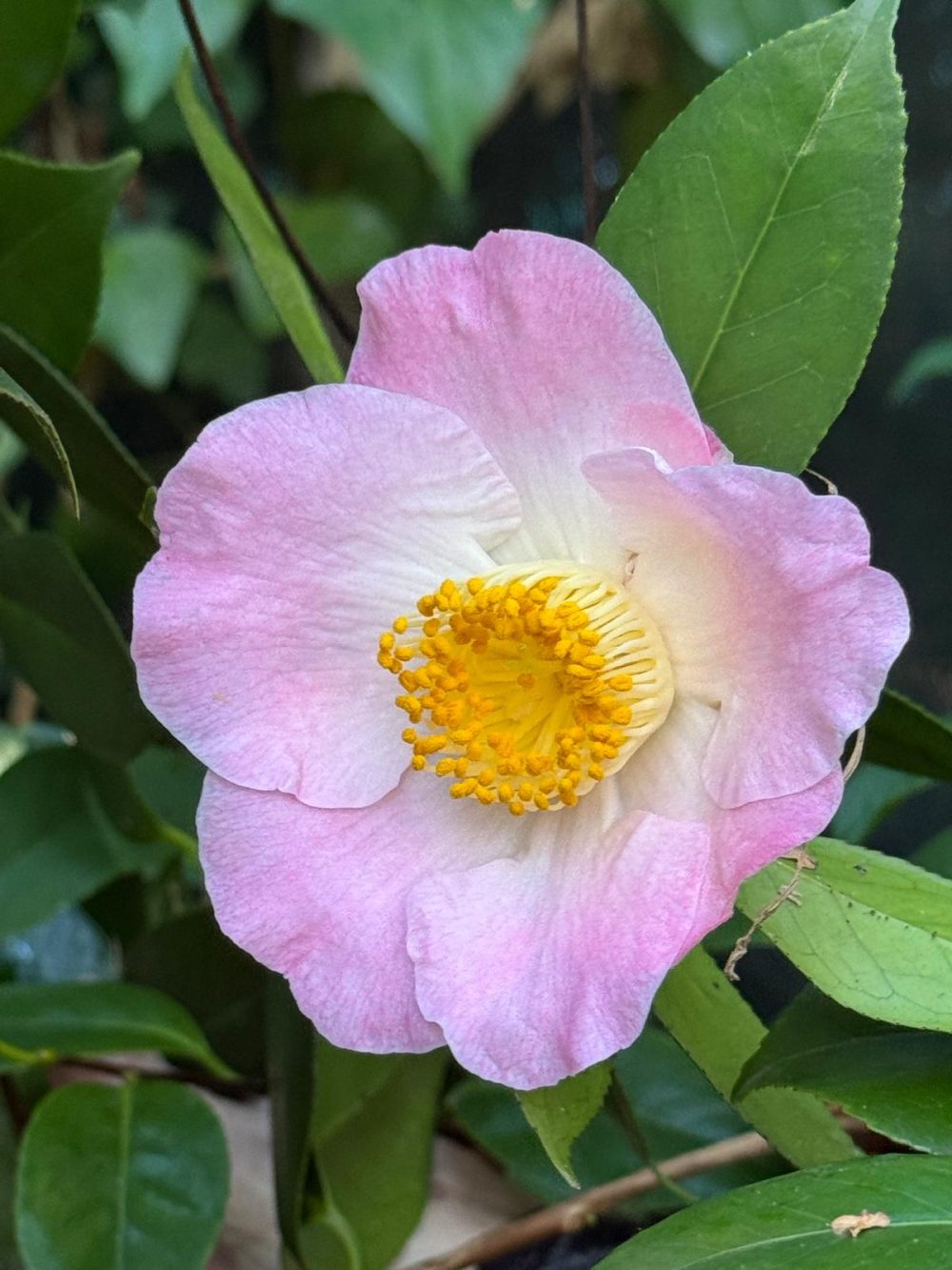 Chūbu-tsukimiguruma