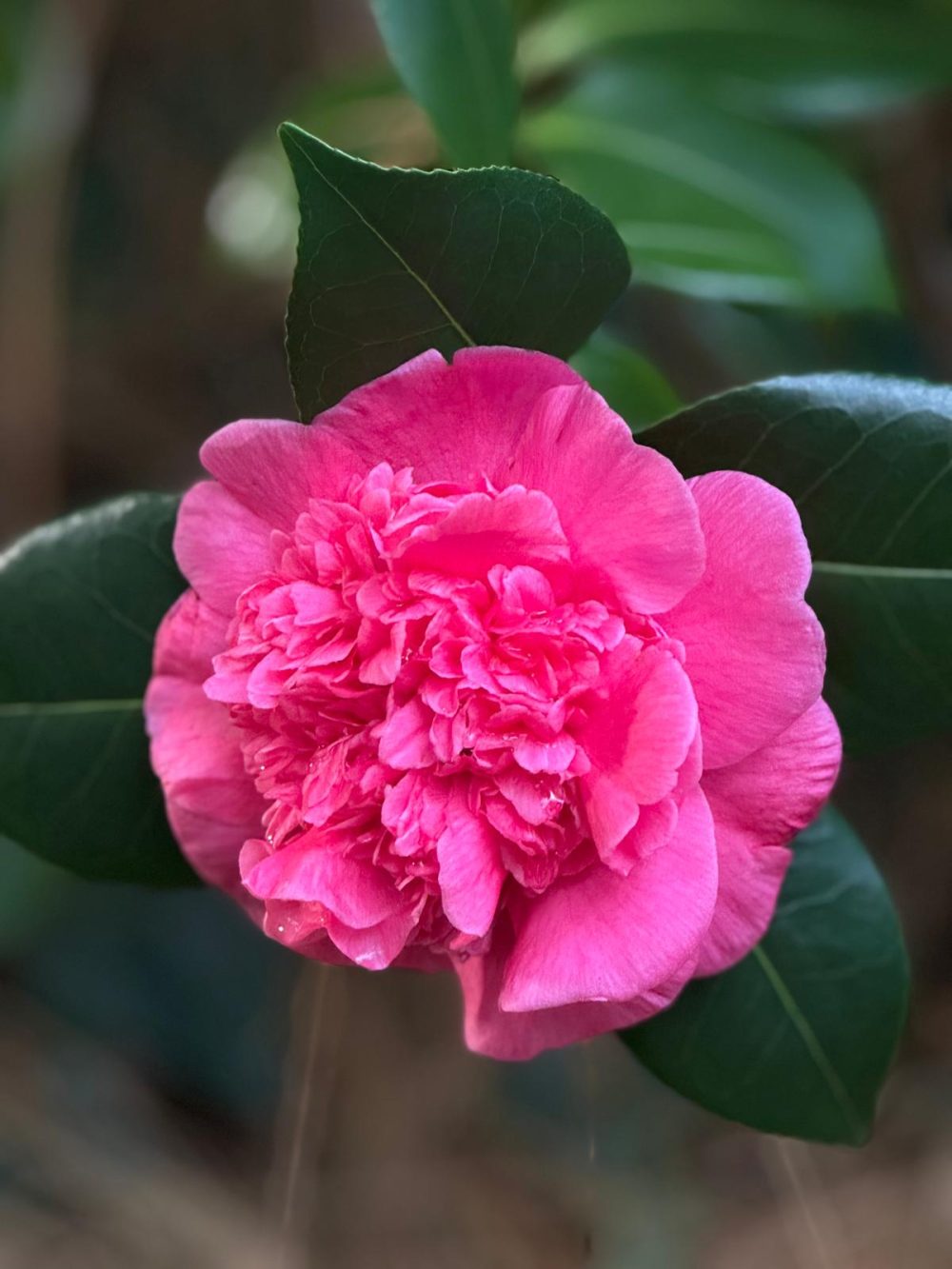 Dona Herzilia de Freitas Magalhaes