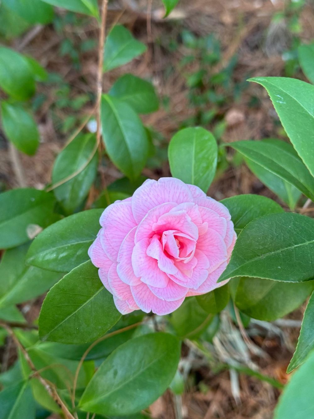 Stella di Compito 3 (AF/20)