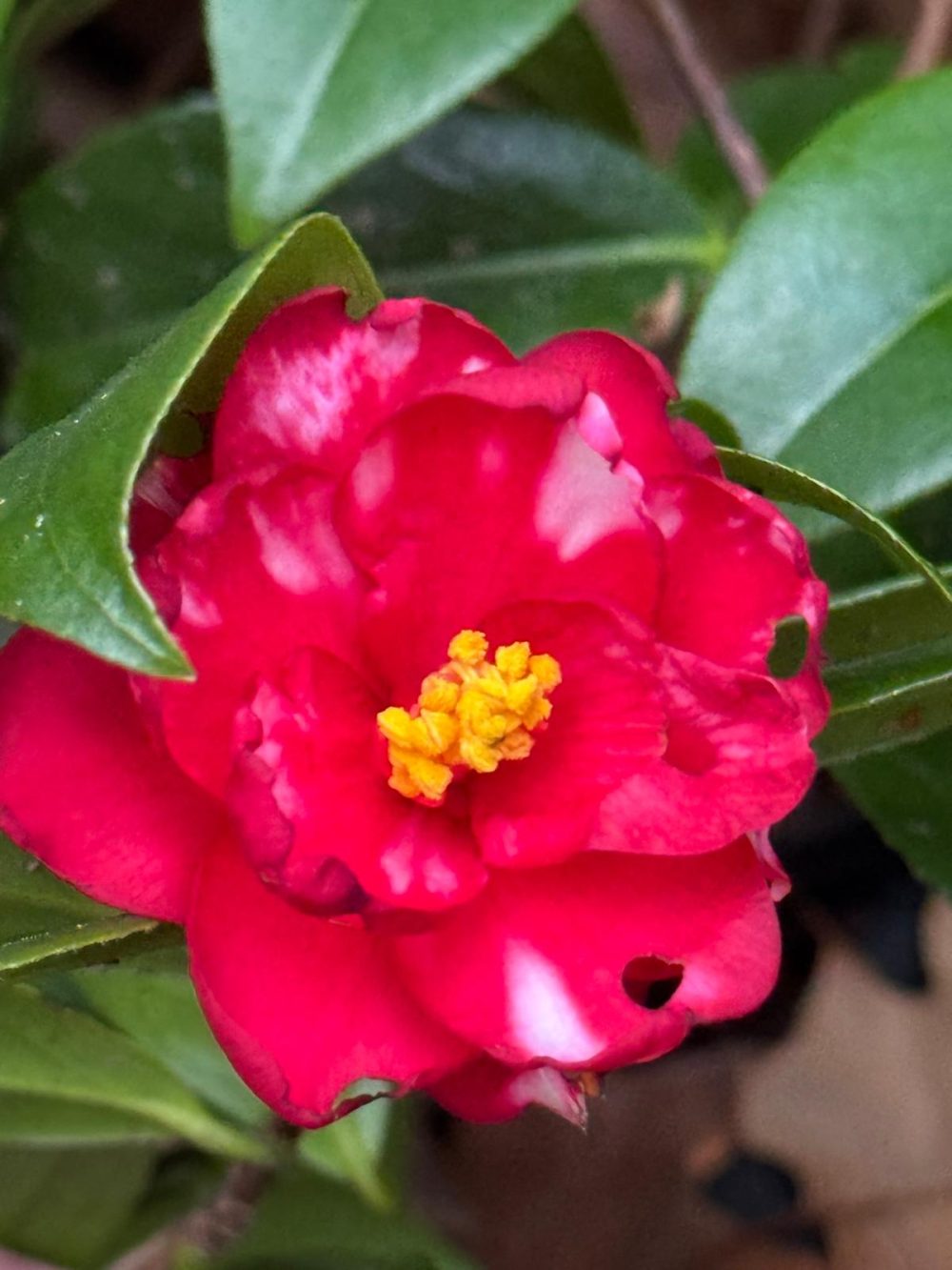 Itsukamachi Variegated