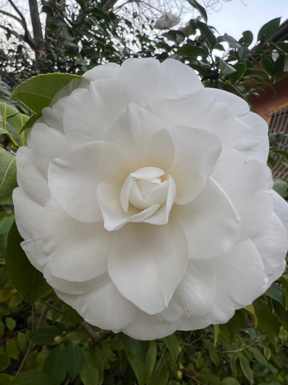 Centifolia Alba 2 (R/5)