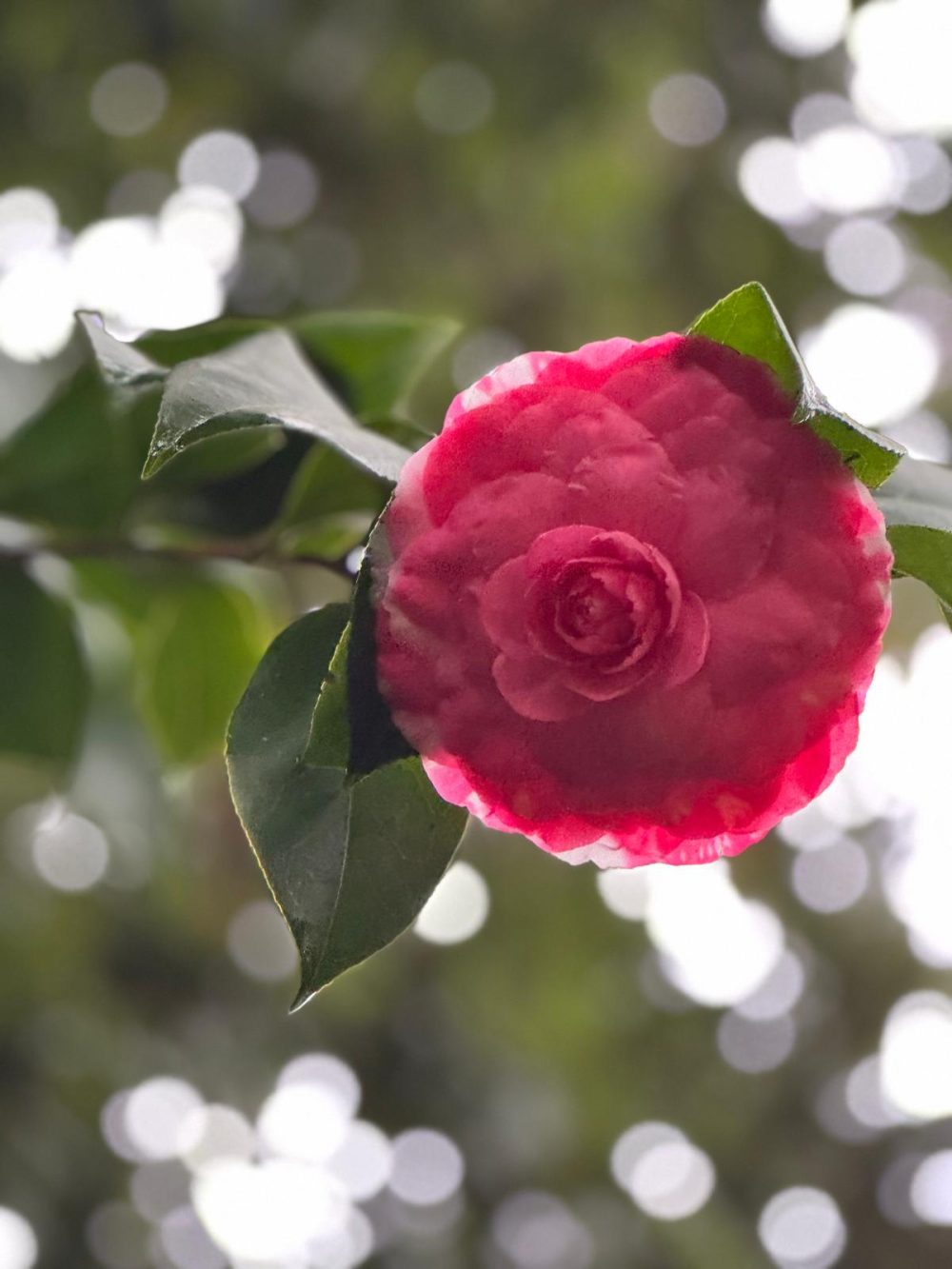 Giardino Santarelli (F/7)