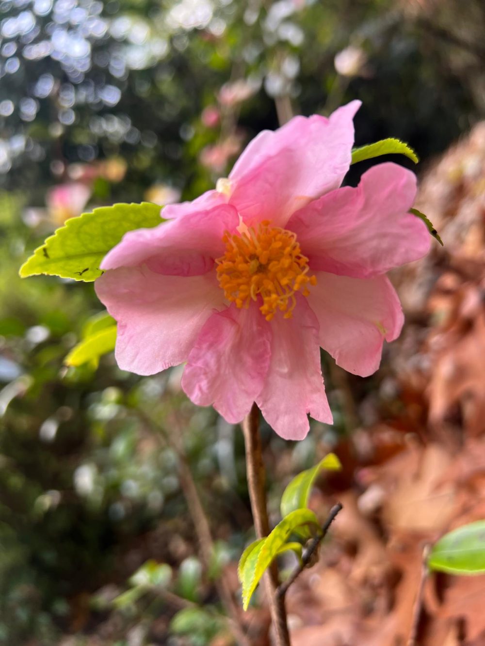 Shell Pink