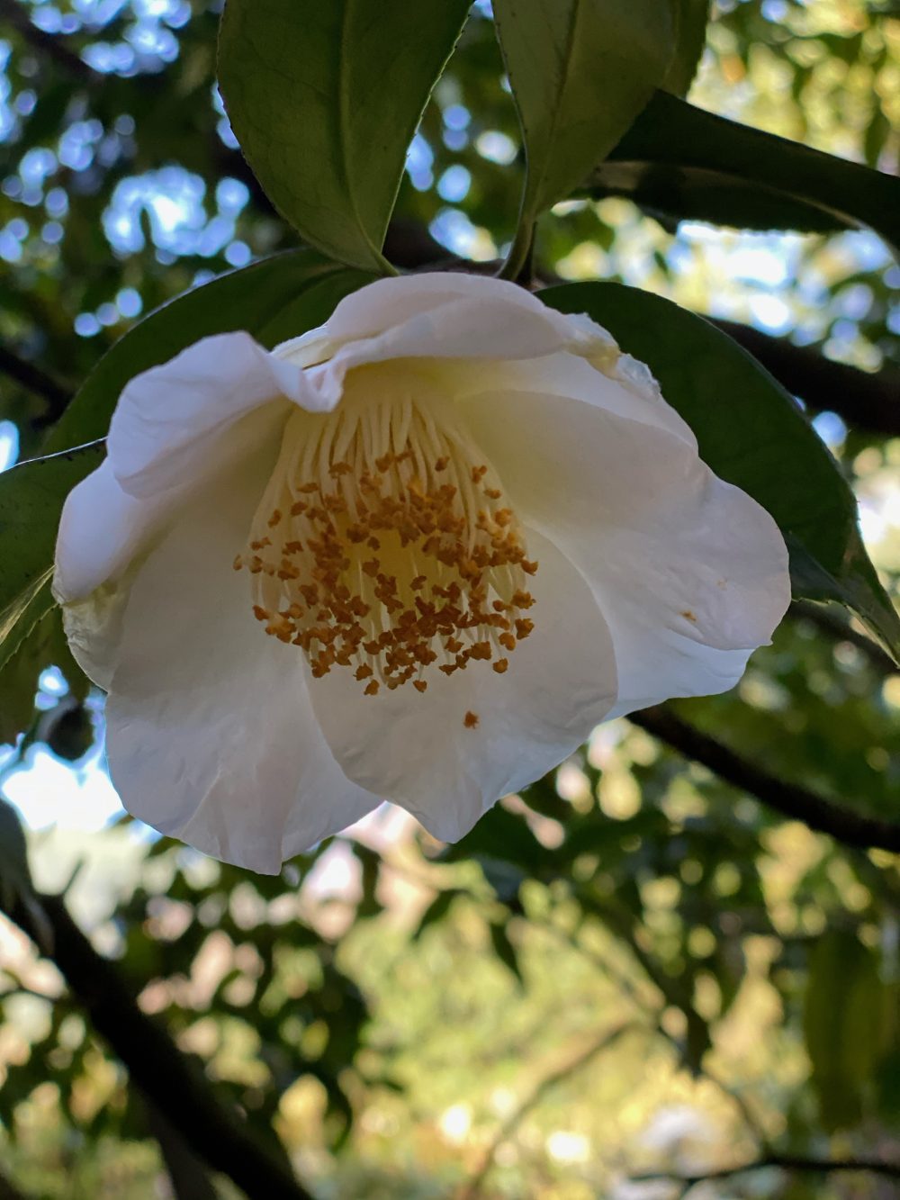 Shirokingyoba-tsubaki