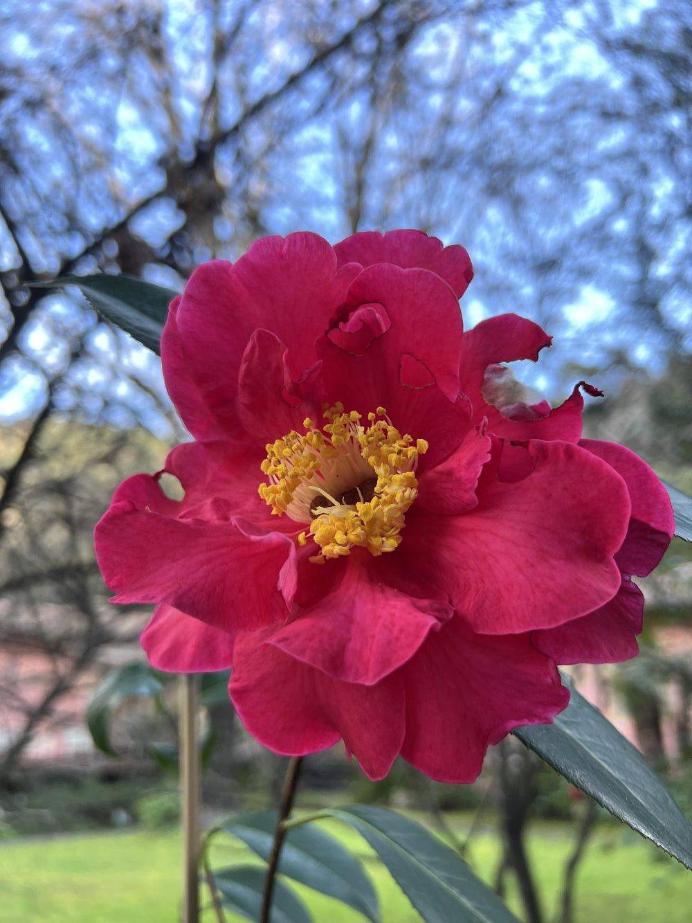 Frank Houser Variegated