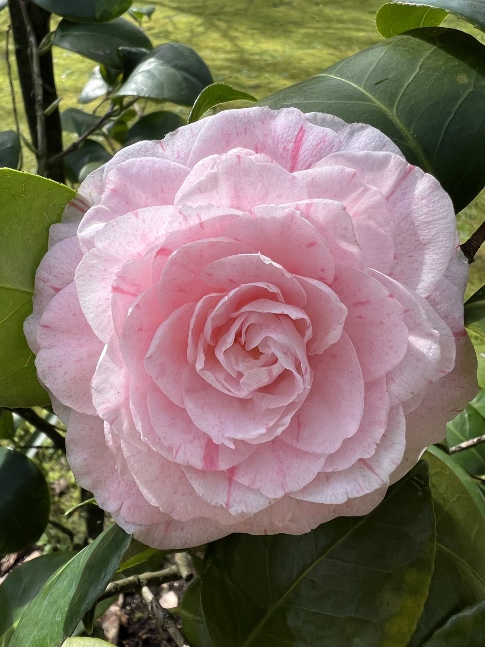 da catalogare forse 'Cimarosa' (P/4)