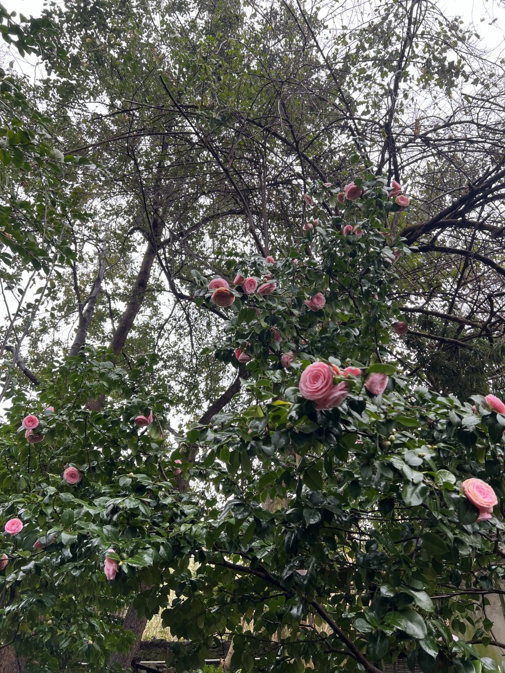 Pearl Maxwell 2 (U/1)