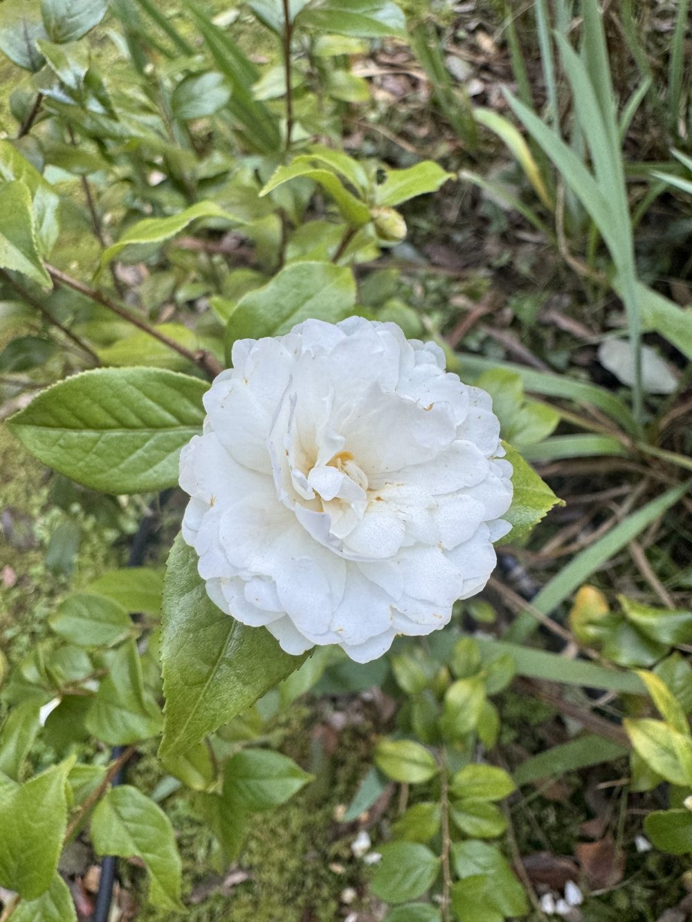 Zhenzhu Cha (grijisii)