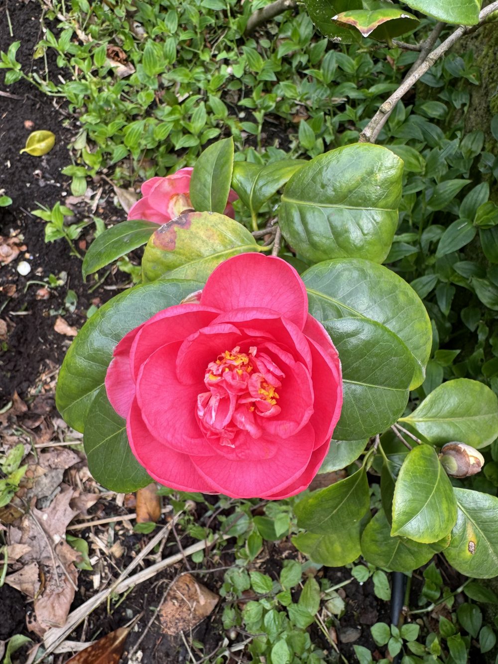 General George Patton