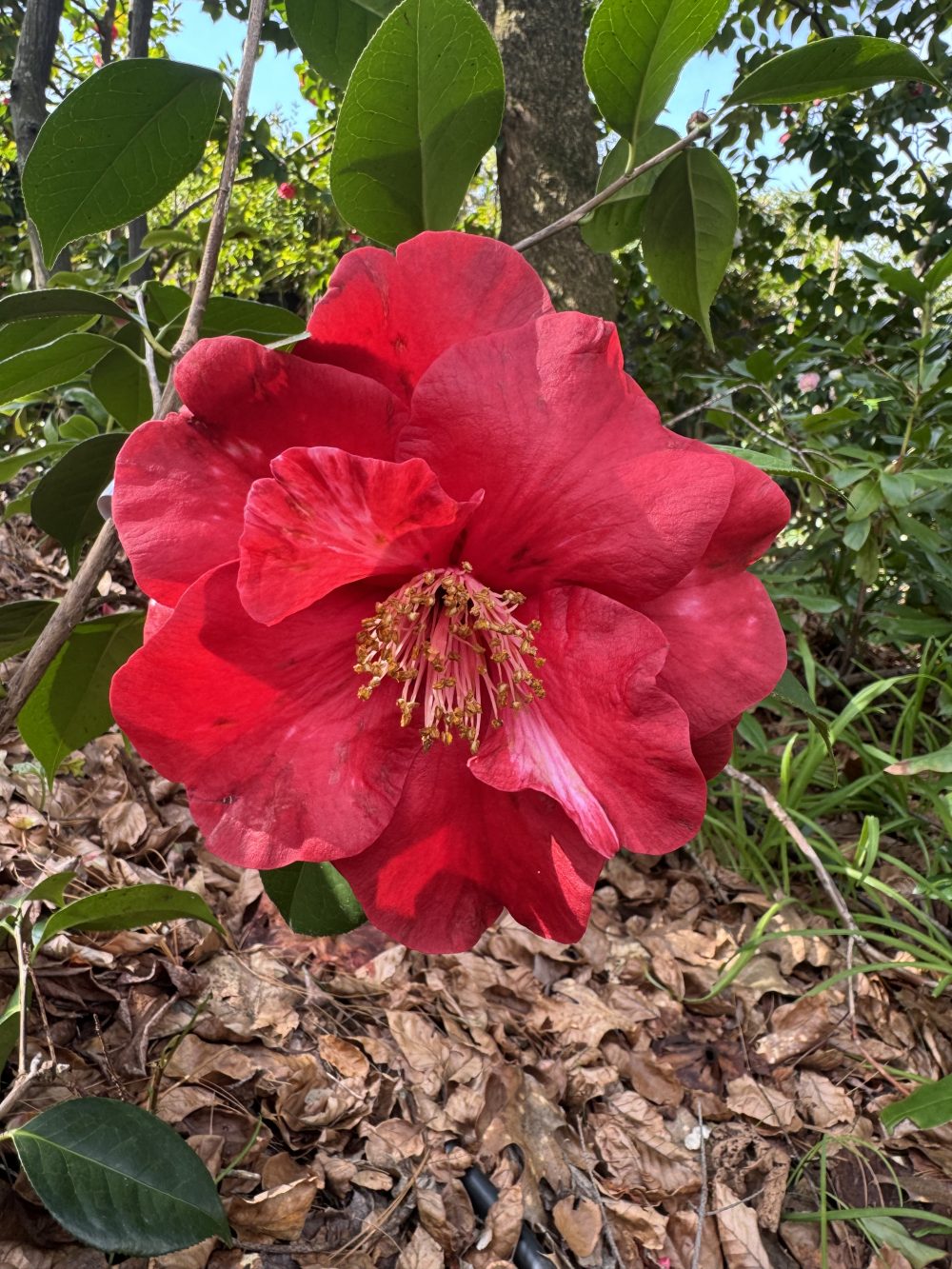 Terrell Weaver Variegated