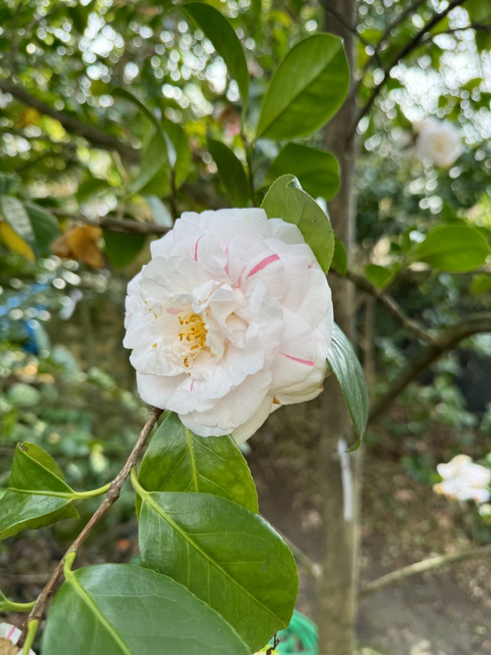 Giuseppina Mercatelli