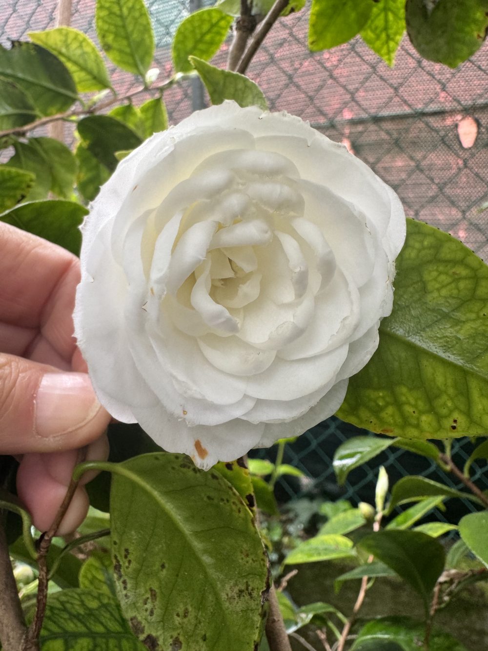 Paolina Maggi 2 (LP/32)