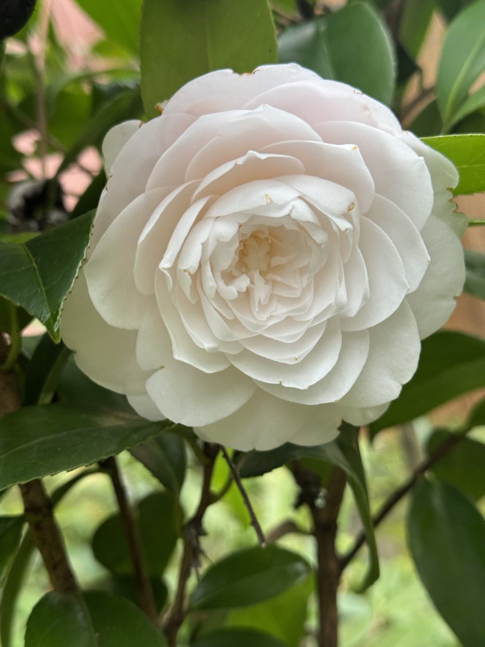 Francesca Marzotto Caotorta