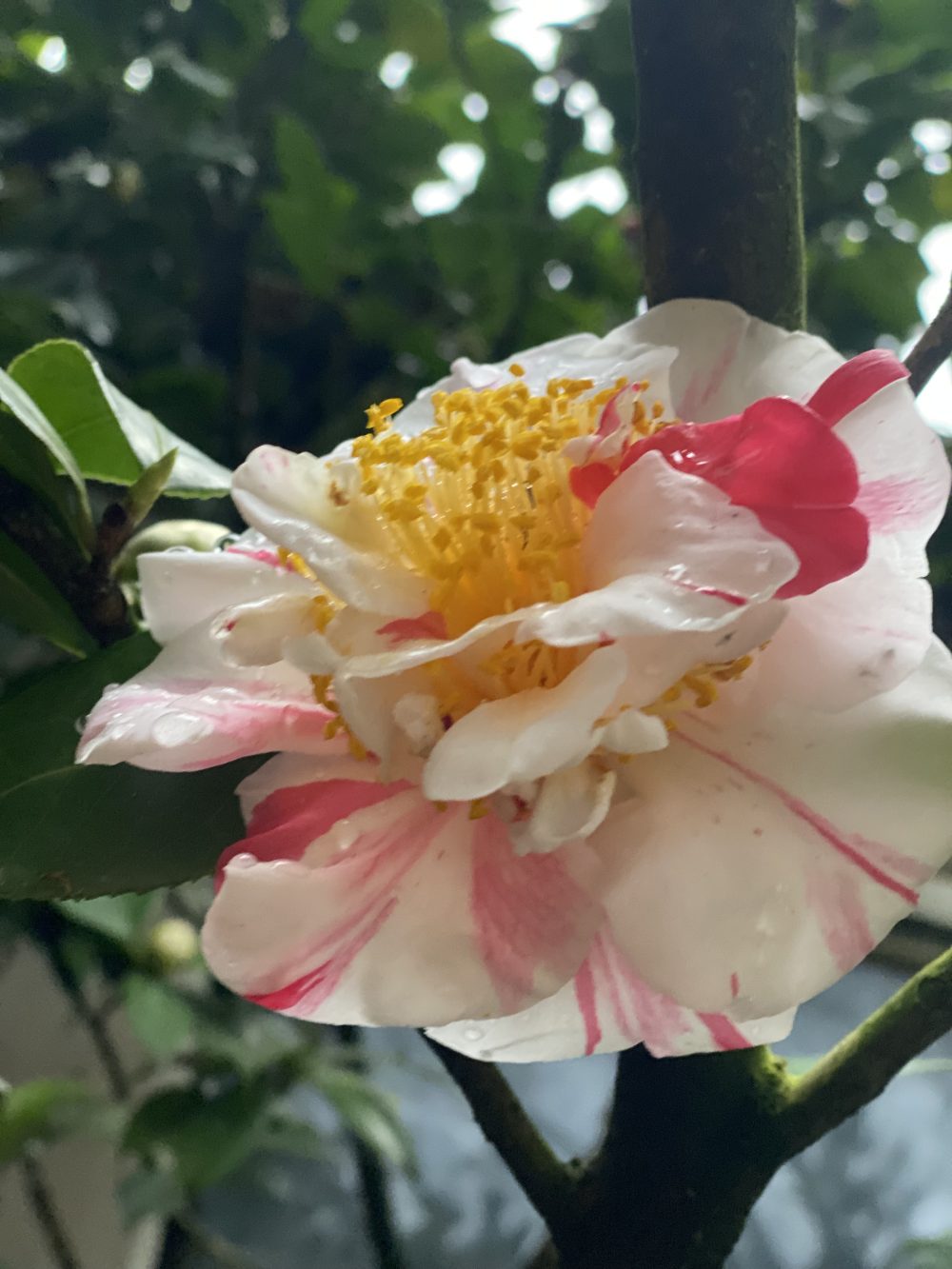 Pomponia Semi-duplex