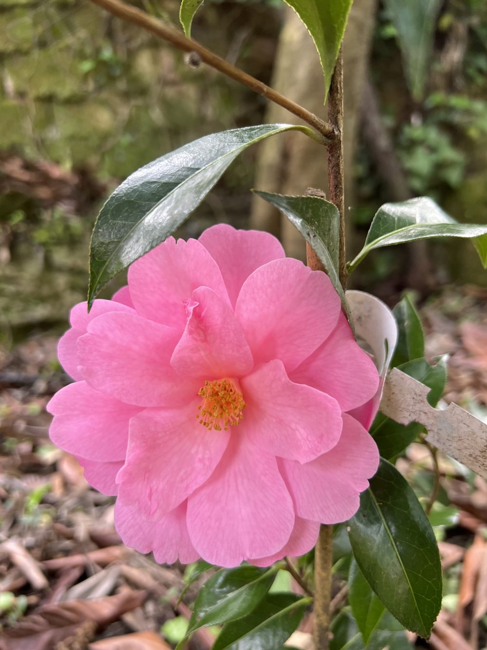 da catalogare (A/27)