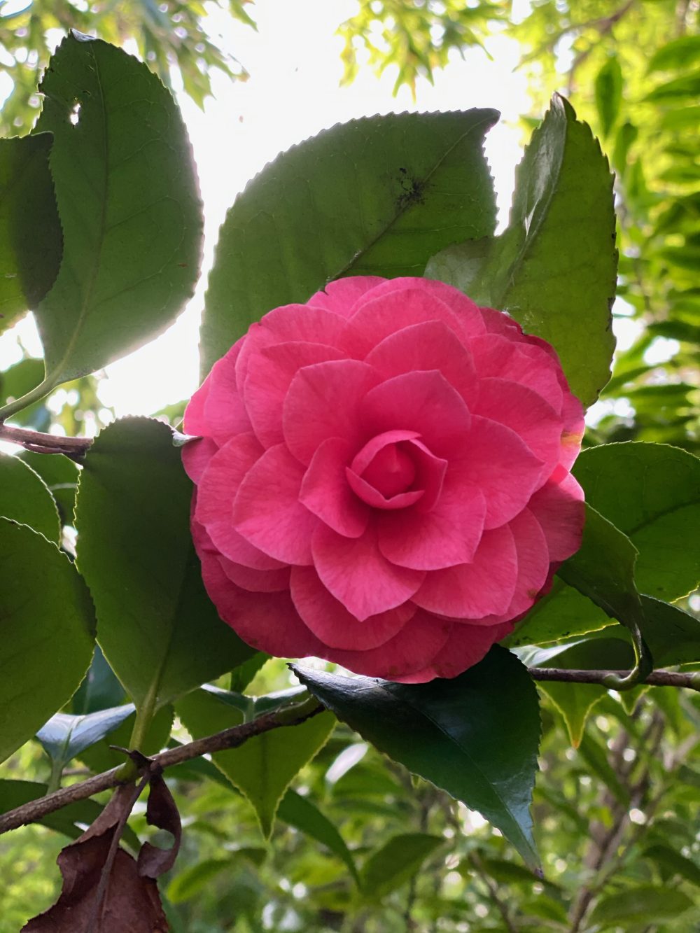 De la Reine Rosea