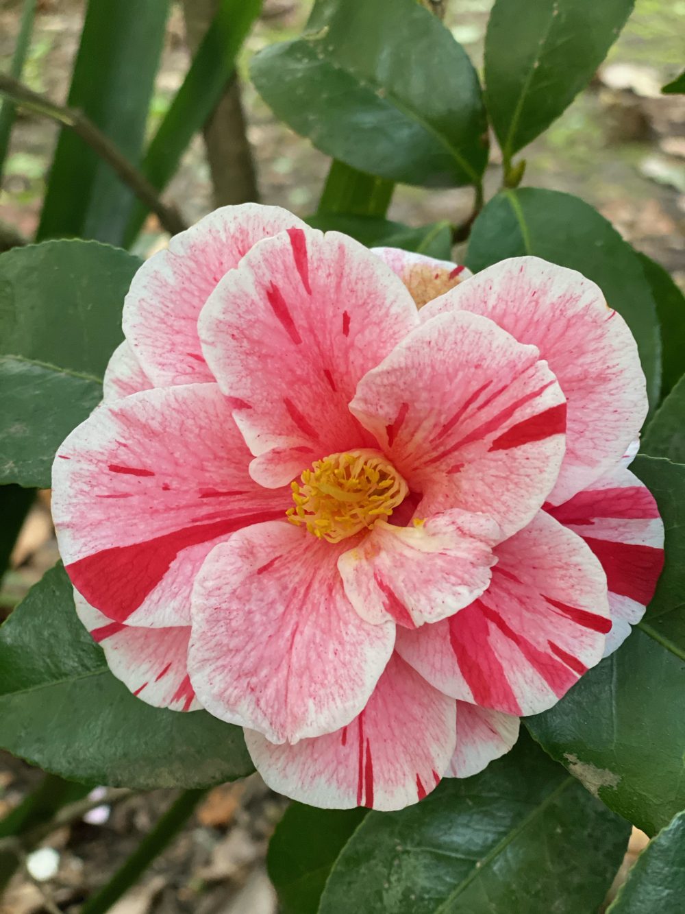 Oki-No-Nami 2 (AG/9)