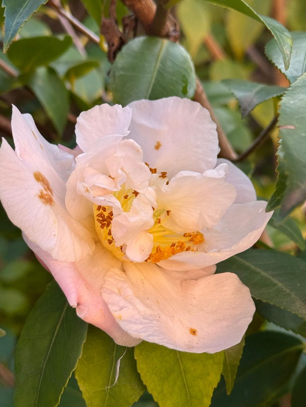 High Fragrance 4 (Q/4)