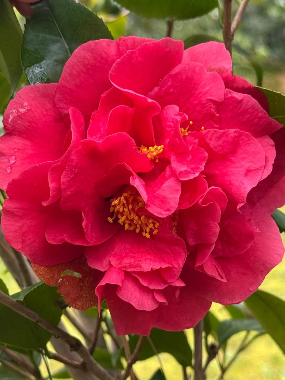 Kramer's Supreme 2 (N/2)