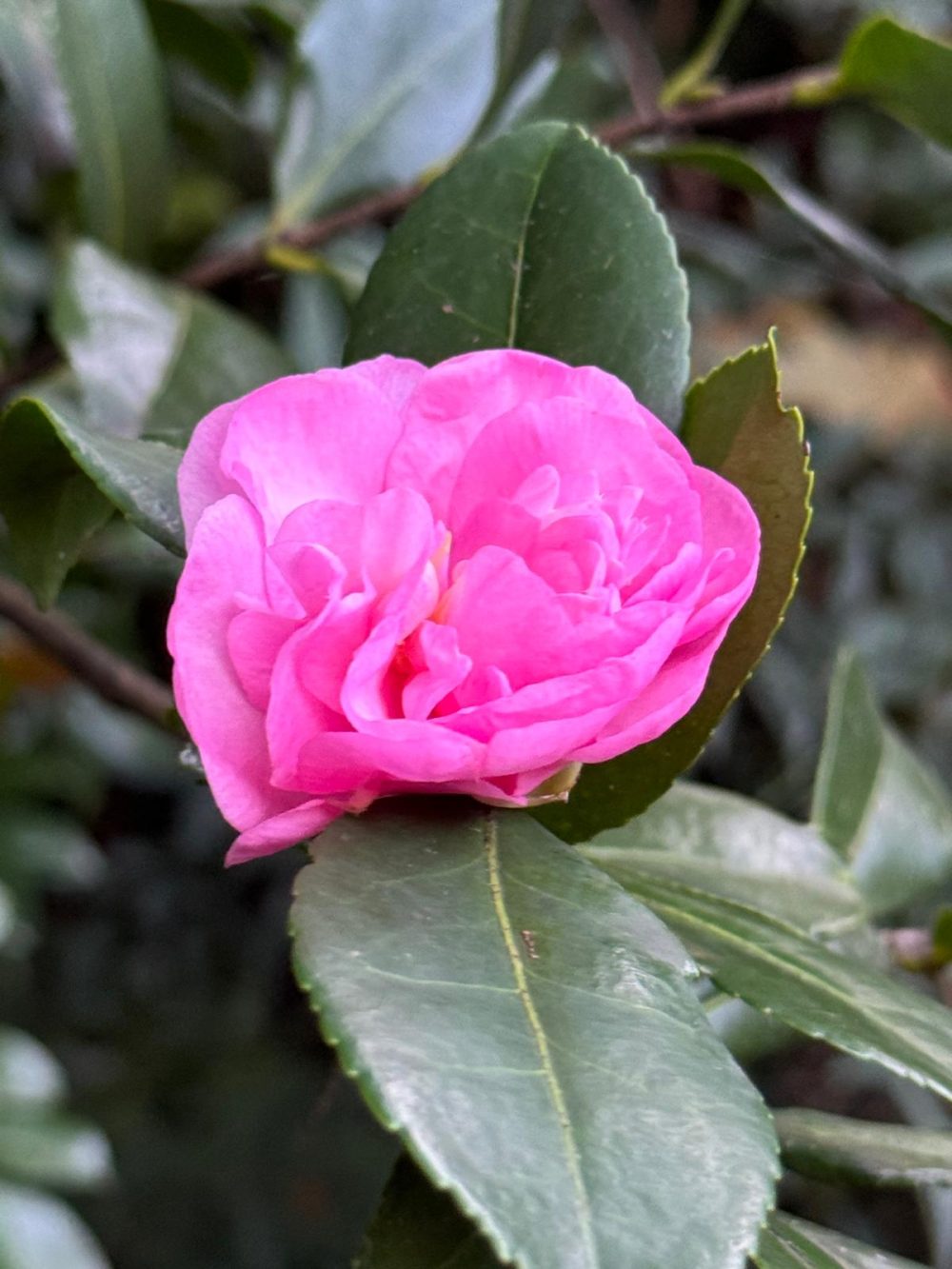 Jennifer Susan 2 (V/4)