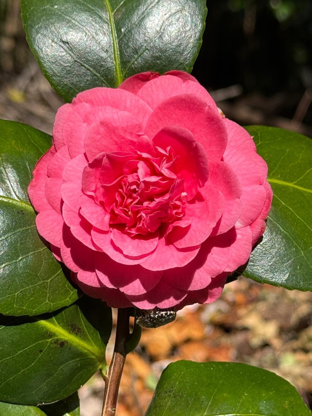 Anemoniflora Violacea