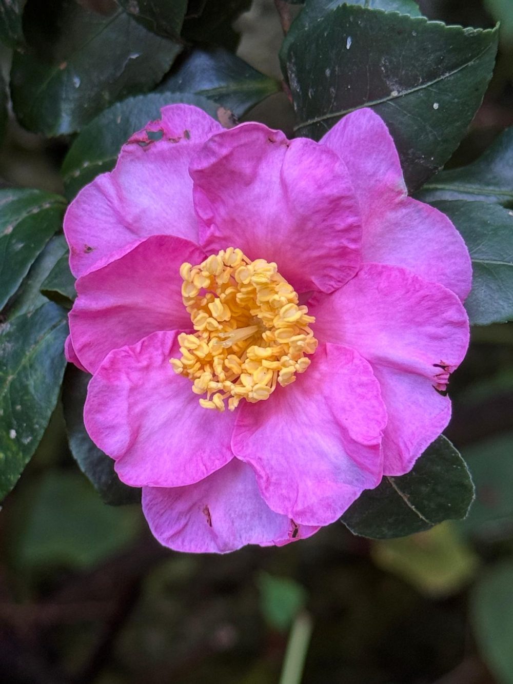 Cleopatra (Sawada) 2 (T/14)