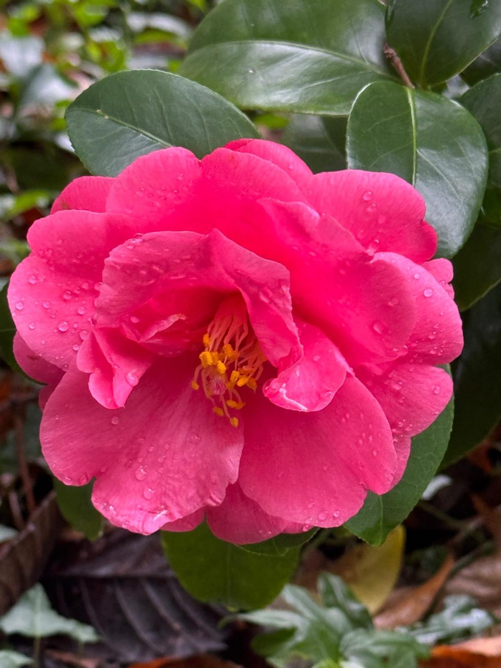 Violacea Superba 2 (T/7)