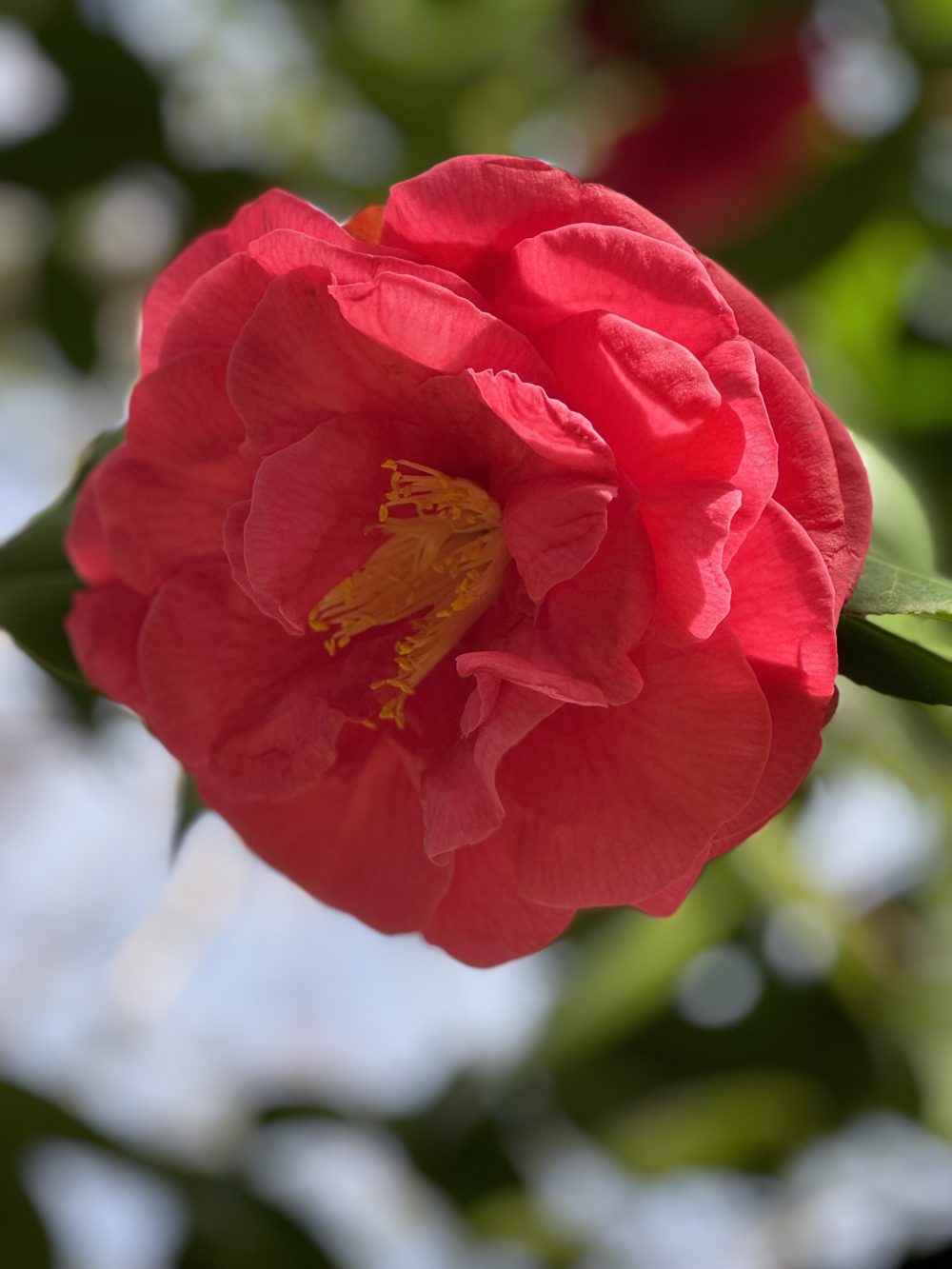 Mathotiana Supreme 2 (S/1)