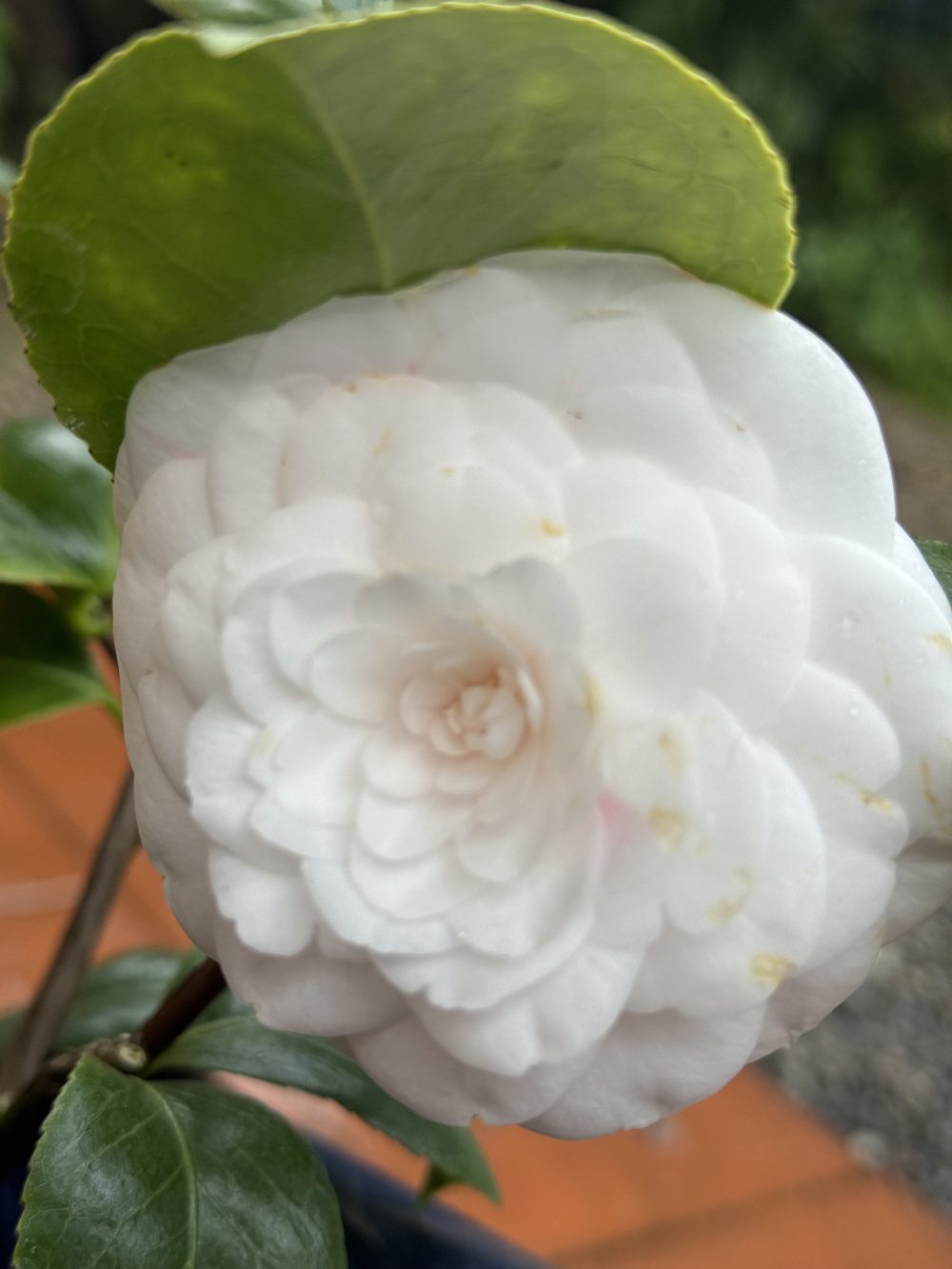 Donna Agnese Borghese