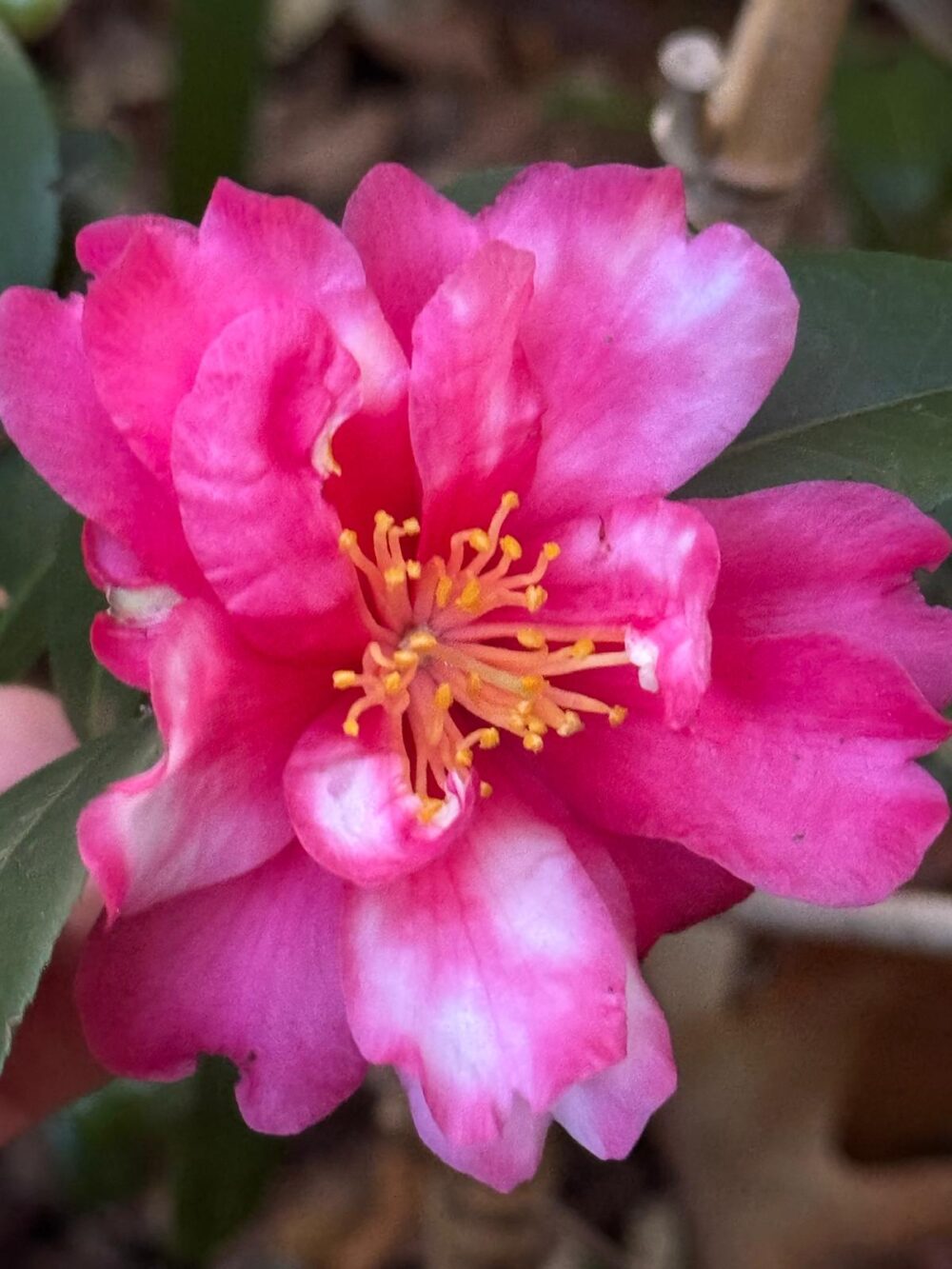 Kamakura-shibori 2 (AG/4)