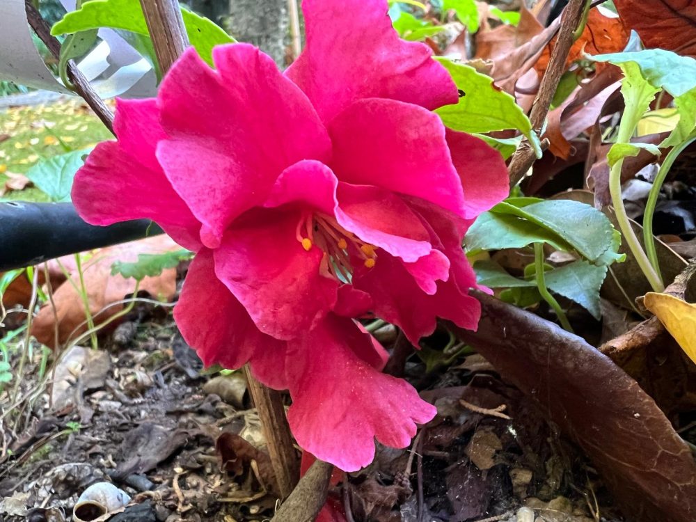 October Magic® Ruby