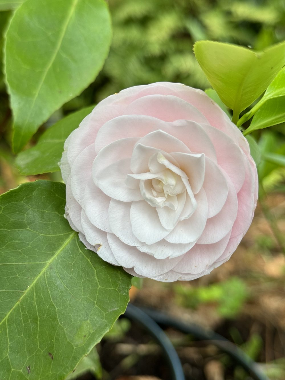 Da catalogare (O/4a)