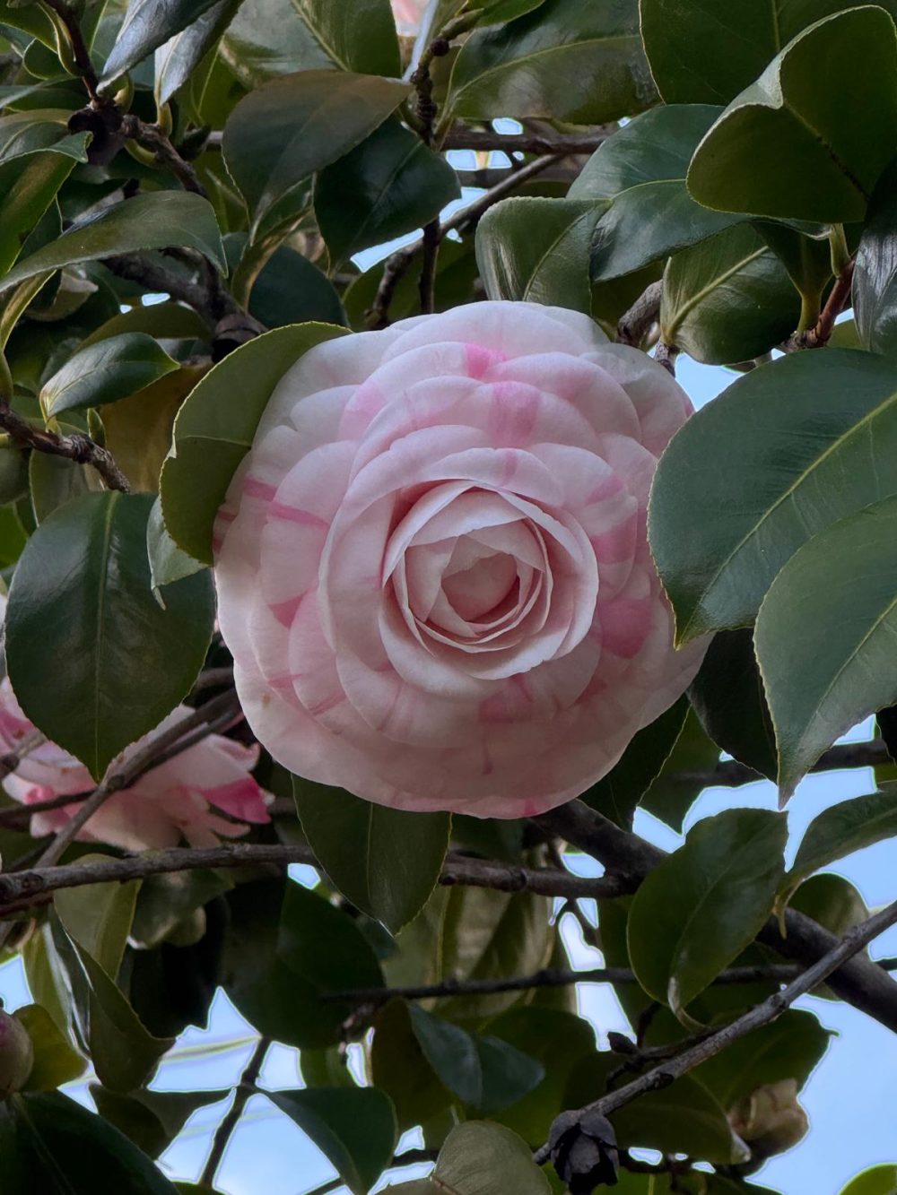 Oscar Borrini 2 (LP/8)