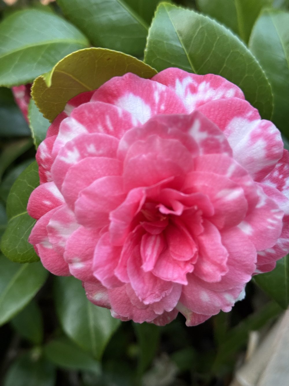 Princesse Baciocchi 2 (LP/4)