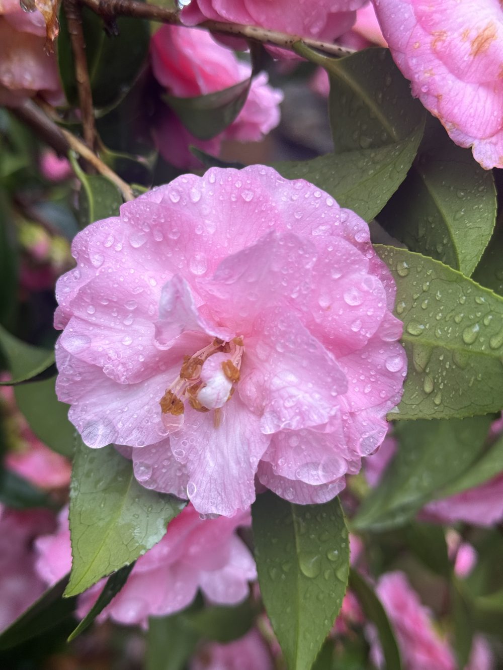 Spring Festival 2 (F/3)