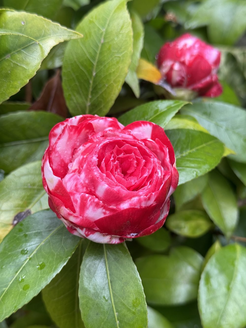 Alessandro Volta 2 (LP/13)