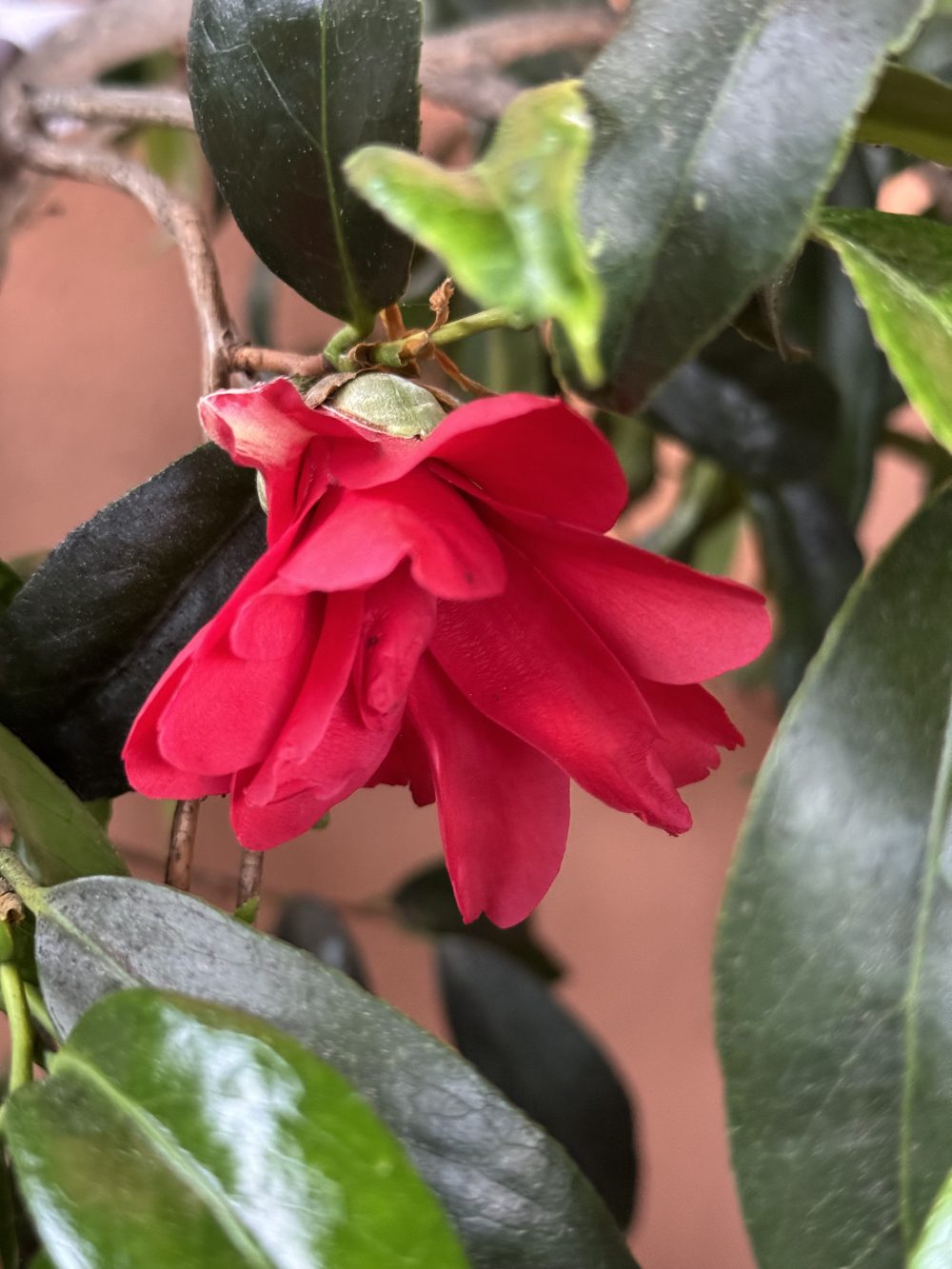 Hakuhan-kujaku 2 (LP/50)