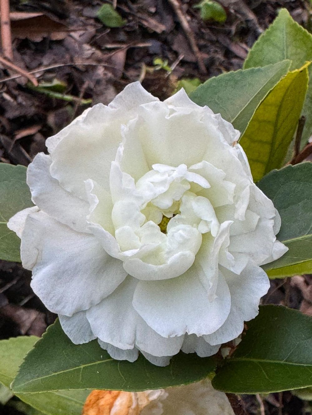 October Magic® Ivory