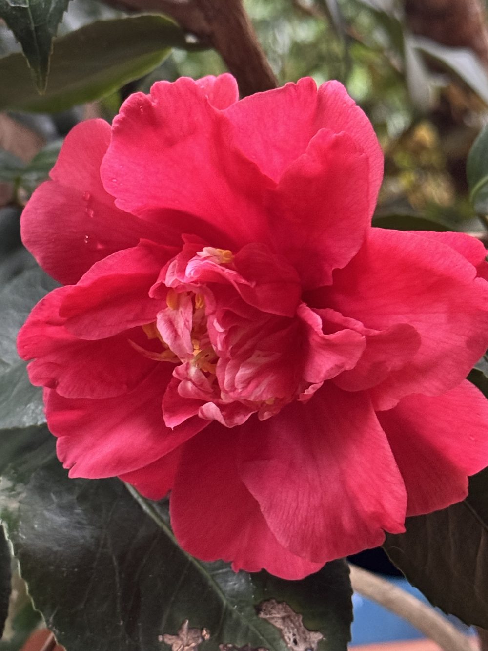 Maestro Secondo Casadei