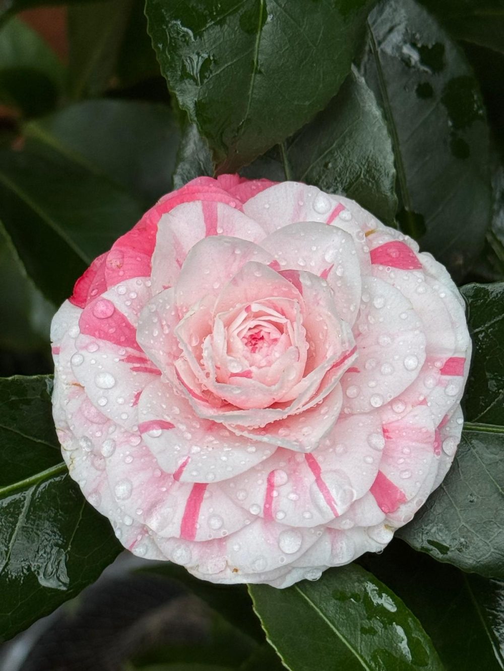 Dottor Angelo Borrini