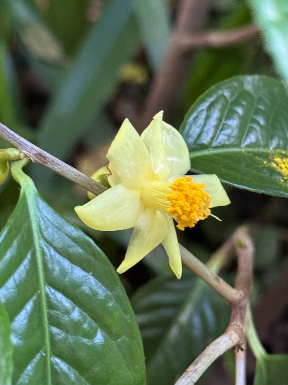 Camellia chrysantha (Hu)Tuyama var. microcarpa SL Mo et SZ Huang