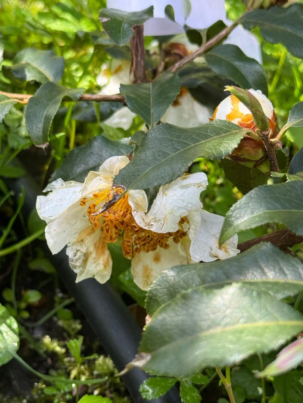 Camellia yunnanensis (Pit. ex Diels) Cohen-Stuart