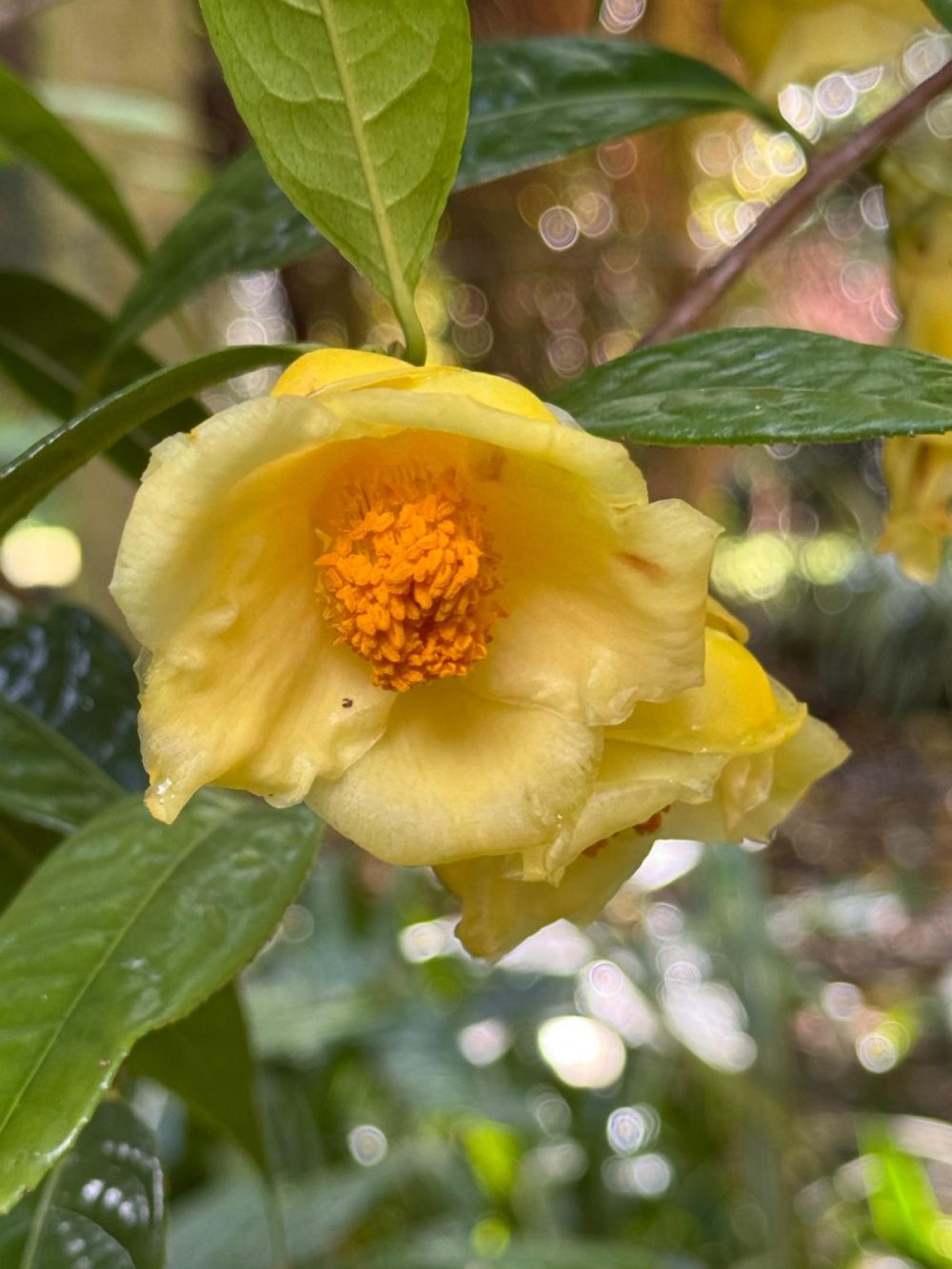 Camellia quephongensis Hakoda ex Le