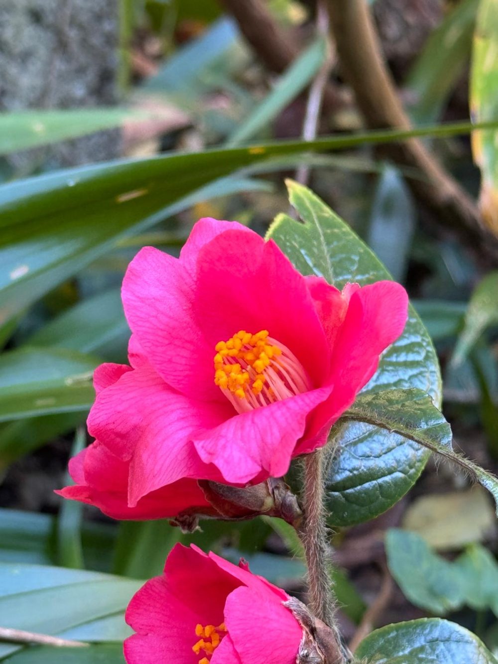 Camellia subintegra PCHuang