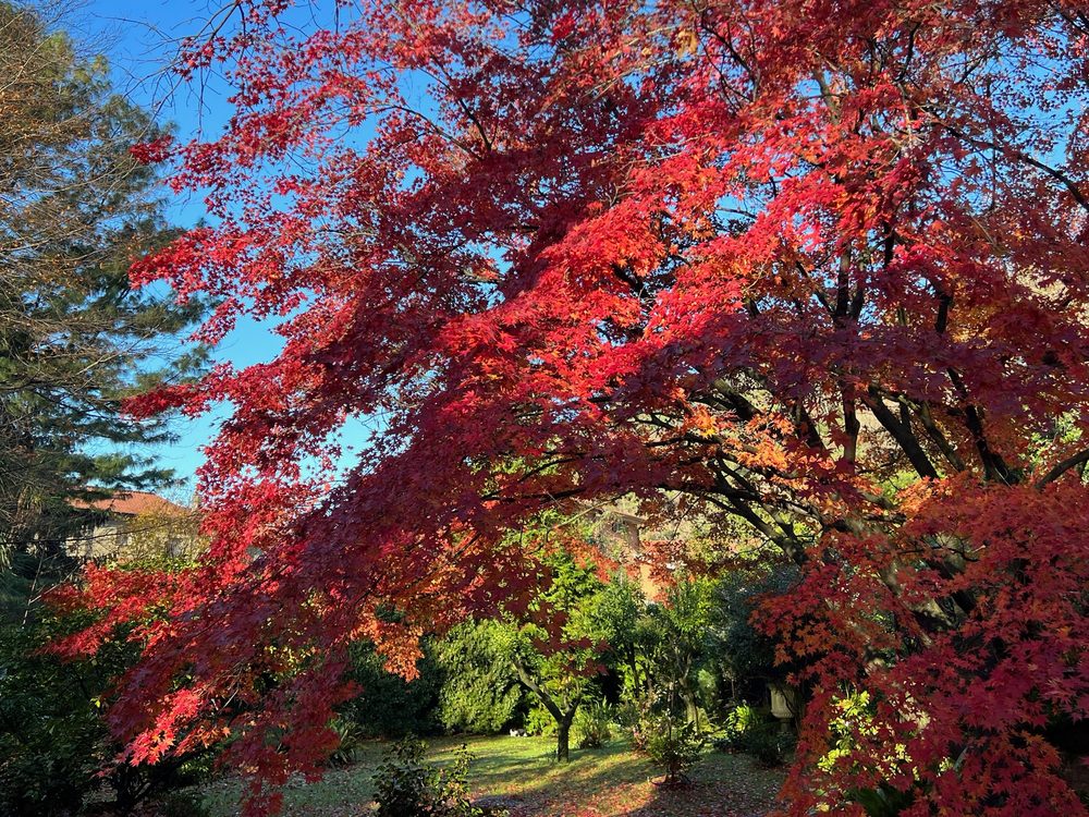 L'acero rosso del giardino in novembre