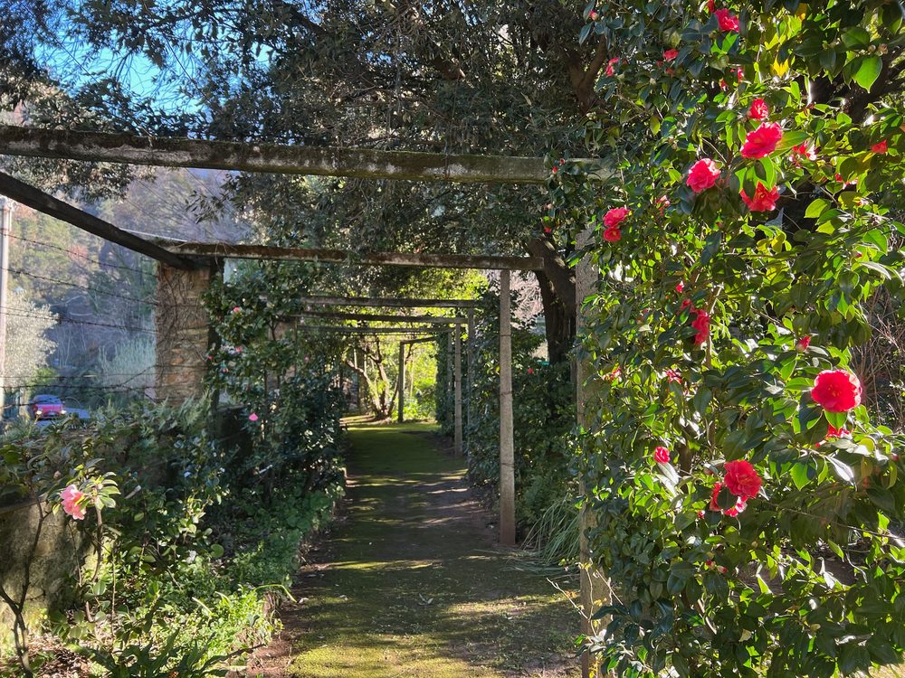 Il pergolato con le camelie in fiore